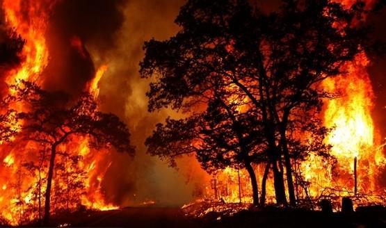 نابودی یک پنجم درختان غول پیکر دنیا در آتش