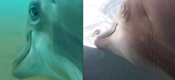 نیروی دریایی آمریکا دوربین هایی را روی دلفین ها نصب کرد تا در خصوص فعالیت هایشان تحقیق انجام بدهد