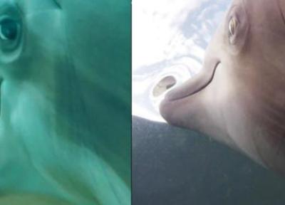 نیروی دریایی آمریکا دوربین هایی را روی دلفین ها نصب کرد تا در خصوص فعالیت هایشان تحقیق انجام بدهد