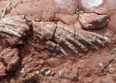 کشف یک فسیل شگفت انگیز ، این جانور 50 میلیون سال پیش از دایناسورها زندگی می کرد!