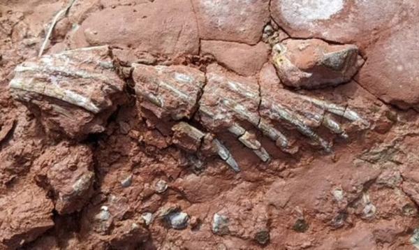 کشف یک فسیل شگفت انگیز ، این جانور 50 میلیون سال پیش از دایناسورها زندگی می کرد!