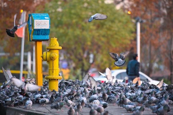 عکس ، پرواز کبوترهای شمرونی بر فراز قدیمی ترین میدان تهران