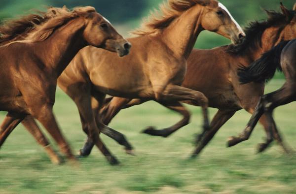 نعل؛ ابزار نجات یا بهره کشی ، اسب های موستانگ چگونه بدون نعل در زمین های ناهموار حرکت می نمایند؟