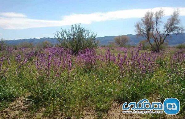 جنگل سنو یکی از دیدنی های استان خراسان جنوبی به شمار می رود جنگل سنو یکی از دیدنی های استان خراسان جنوبی به شمار می رود