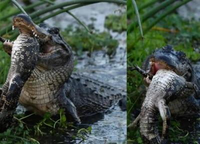 تمساح هم نوع خوار با لذت تمساح دیگری را می خورد!، عکس