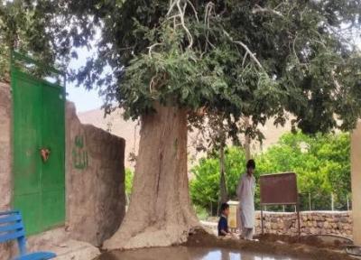 این درخت 470 ساله مردم را صلح و صفا می دهد